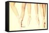 Detail of Ballet Dancer's Feet-B-D-S-Framed Stretched Canvas