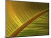 Detail of Banana Leaf at the North Carolina Zoological Park in Asheboro, North Carolina-Melissa Southern-Mounted Photographic Print