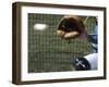 Detail of Baseball and Catchers Mitt-null-Framed Photographic Print