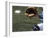 Detail of Baseball and Catchers Mitt-null-Framed Photographic Print