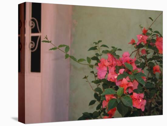 Detail of Bougenvilla in Bloom, Puerto Vallarta, Mexico-Merrill Images-Stretched Canvas