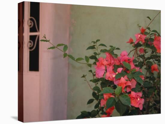 Detail of Bougenvilla in Bloom, Puerto Vallarta, Mexico-Merrill Images-Stretched Canvas