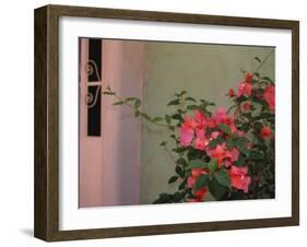 Detail of Bougenvilla in Bloom, Puerto Vallarta, Mexico-Merrill Images-Framed Photographic Print