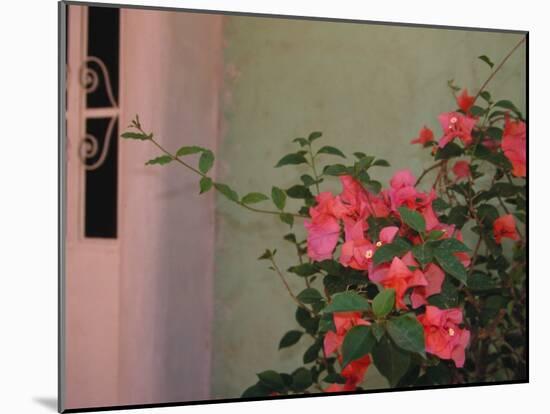 Detail of Bougenvilla in Bloom, Puerto Vallarta, Mexico-Merrill Images-Mounted Photographic Print