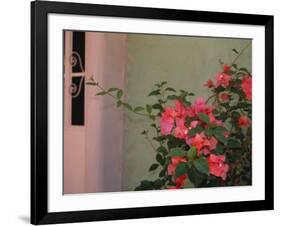 Detail of Bougenvilla in Bloom, Puerto Vallarta, Mexico-Merrill Images-Framed Photographic Print