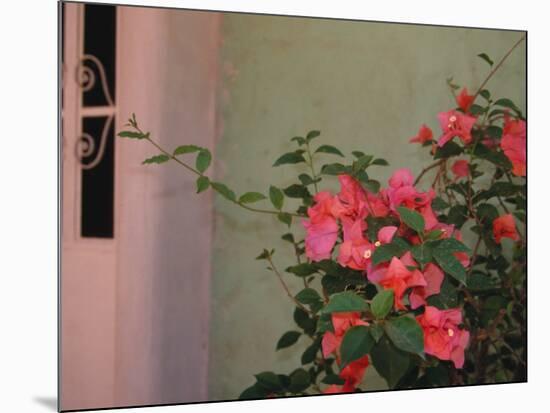 Detail of Bougenvilla in Bloom, Puerto Vallarta, Mexico-Merrill Images-Mounted Photographic Print