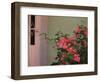 Detail of Bougenvilla in Bloom, Puerto Vallarta, Mexico-Merrill Images-Framed Photographic Print