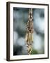 Detail of Brass Chain from Which a Swing Chair, Hitchkar, Hangs, Near Ahmedabad-John Henry Claude Wilson-Framed Photographic Print