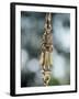 Detail of Brass Chain from Which a Swing Chair, Hitchkar, Hangs, Near Ahmedabad-John Henry Claude Wilson-Framed Photographic Print