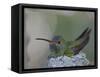 Detail of Buff-Bellied Hummingbird Sitting on Nest Atop Cactus Plant, Raymondville, Texas, USA-Arthur Morris-Framed Stretched Canvas