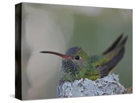 Detail of Buff-Bellied Hummingbird Sitting on Nest Atop Cactus Plant, Raymondville, Texas, USA-Arthur Morris-Stretched Canvas