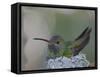 Detail of Buff-Bellied Hummingbird Sitting on Nest Atop Cactus Plant, Raymondville, Texas, USA-Arthur Morris-Framed Stretched Canvas