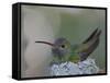 Detail of Buff-Bellied Hummingbird Sitting on Nest Atop Cactus Plant, Raymondville, Texas, USA-Arthur Morris-Framed Stretched Canvas