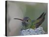 Detail of Buff-Bellied Hummingbird Sitting on Nest Atop Cactus Plant, Raymondville, Texas, USA-Arthur Morris-Stretched Canvas