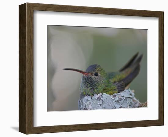 Detail of Buff-Bellied Hummingbird Sitting on Nest Atop Cactus Plant, Raymondville, Texas, USA-Arthur Morris-Framed Photographic Print