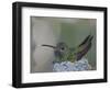 Detail of Buff-Bellied Hummingbird Sitting on Nest Atop Cactus Plant, Raymondville, Texas, USA-Arthur Morris-Framed Photographic Print