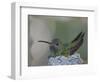 Detail of Buff-Bellied Hummingbird Sitting on Nest Atop Cactus Plant, Raymondville, Texas, USA-Arthur Morris-Framed Photographic Print