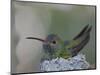 Detail of Buff-Bellied Hummingbird Sitting on Nest Atop Cactus Plant, Raymondville, Texas, USA-Arthur Morris-Mounted Photographic Print