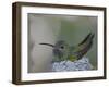 Detail of Buff-Bellied Hummingbird Sitting on Nest Atop Cactus Plant, Raymondville, Texas, USA-Arthur Morris-Framed Photographic Print