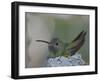 Detail of Buff-Bellied Hummingbird Sitting on Nest Atop Cactus Plant, Raymondville, Texas, USA-Arthur Morris-Framed Photographic Print