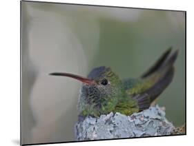 Detail of Buff-Bellied Hummingbird Sitting on Nest Atop Cactus Plant, Raymondville, Texas, USA-Arthur Morris-Mounted Photographic Print