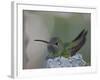 Detail of Buff-Bellied Hummingbird Sitting on Nest Atop Cactus Plant, Raymondville, Texas, USA-Arthur Morris-Framed Photographic Print