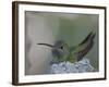 Detail of Buff-Bellied Hummingbird Sitting on Nest Atop Cactus Plant, Raymondville, Texas, USA-Arthur Morris-Framed Photographic Print