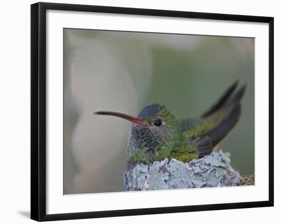 Detail of Buff-Bellied Hummingbird Sitting on Nest Atop Cactus Plant, Raymondville, Texas, USA-Arthur Morris-Framed Photographic Print