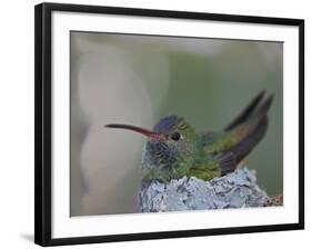 Detail of Buff-Bellied Hummingbird Sitting on Nest Atop Cactus Plant, Raymondville, Texas, USA-Arthur Morris-Framed Photographic Print