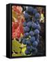 Detail of Cabernet Savignon Grapes on the Vine in Napa Valley, California, USA-Dennis Flaherty-Framed Stretched Canvas