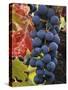 Detail of Cabernet Savignon Grapes on the Vine in Napa Valley, California, USA-Dennis Flaherty-Stretched Canvas