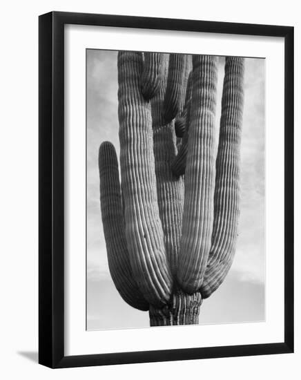 Detail of cactus Saguaros, Saguro National Monument, Arizona, ca. 1941-1942-Ansel Adams-Framed Art Print