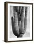 Detail of cactus Saguaros, Saguro National Monument, Arizona, ca. 1941-1942-Ansel Adams-Framed Art Print