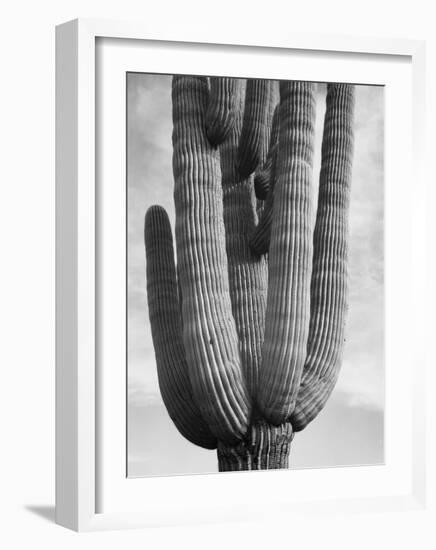 Detail of cactus Saguaros, Saguro National Monument, Arizona, ca. 1941-1942-Ansel Adams-Framed Art Print