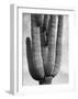 Detail of cactus Saguaros, Saguro National Monument, Arizona, ca. 1941-1942-Ansel Adams-Framed Art Print