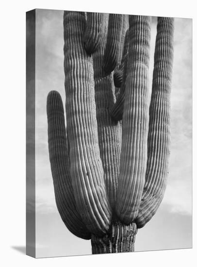 Detail of cactus Saguaros, Saguro National Monument, Arizona, ca. 1941-1942-Ansel Adams-Stretched Canvas