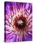 Detail of Clematis Flower-Darrell Gulin-Stretched Canvas