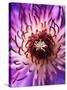 Detail of Clematis Flower-Darrell Gulin-Stretched Canvas