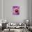 Detail of Clematis Flower-Darrell Gulin-Stretched Canvas displayed on a wall