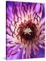Detail of Clematis Flower-Darrell Gulin-Stretched Canvas