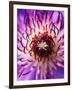 Detail of Clematis Flower-Darrell Gulin-Framed Premium Photographic Print