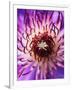 Detail of Clematis Flower-Darrell Gulin-Framed Premium Photographic Print