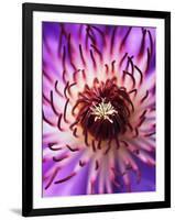 Detail of Clematis Flower-Darrell Gulin-Framed Premium Photographic Print