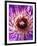 Detail of Clematis Flower-Darrell Gulin-Framed Premium Photographic Print