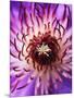 Detail of Clematis Flower-Darrell Gulin-Mounted Premium Photographic Print