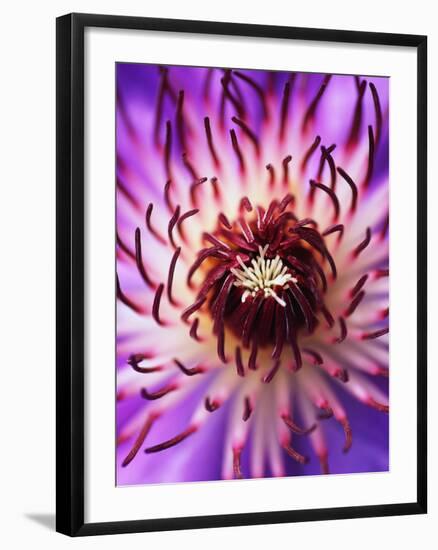 Detail of Clematis Flower-Darrell Gulin-Framed Photographic Print