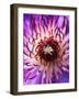 Detail of Clematis Flower-Darrell Gulin-Framed Photographic Print