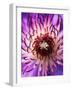 Detail of Clematis Flower-Darrell Gulin-Framed Photographic Print