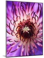 Detail of Clematis Flower-Darrell Gulin-Mounted Photographic Print