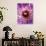 Detail of Clematis Flower-Darrell Gulin-Photographic Print displayed on a wall